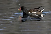 Z9 La Villetertre 22-03-24 00060  Photo A CG