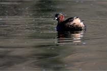 Z9 La Villetertre 22-03-24 00068  Photo A CG