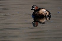 Z9 La Villetertre 22-03-24 00091  Photo A CG