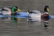 Z9 La Villetertre 22-03-24 00137  Photo A CG