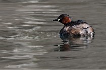 Z9 La Villetertre 22-03-24 00142  Photo A CG