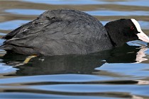 Z9 La Villetertre 22-03-24 00152  Photo A CG