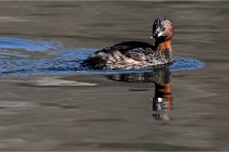 Z9 La Villetertre 22-03-24 00156  Photo A CG