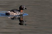 Z9 La Villetertre 22-03-24 00159  Photo A CG