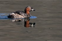 Z9 La Villetertre 22-03-24 00160  Photo A CG