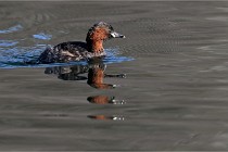 Z9 La Villetertre 22-03-24 00163  Photo A CG