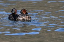 Z9 La Villetertre 22-03-24 00178  Photo A CG