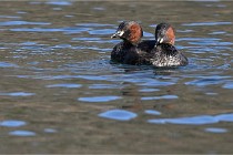 Z9 La Villetertre 22-03-24 00180  Photo A CG