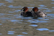 Z9 La Villetertre 22-03-24 00182  Photo A CG