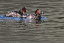 Z9 La Villetertre 22-03-24 00200  Photo A CG