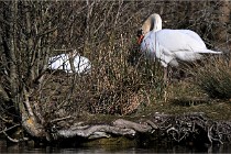 Z9 La Villetertre 22-03-24 00224  Photo A CG