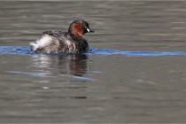 Z9 La Villetertre 22-03-24 00252  Photo A CG