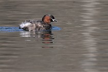 Z9 La Villetertre 22-03-24 00305  Photo A CG