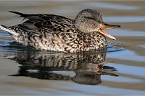 Z9 La Villetertre 22-03-24 00328  Photo A CG