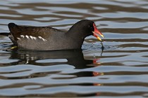 Z9 La Villetertre 22-03-24 00341  Photo A CG