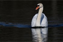 Z9 La Villetertre 22-03-24 00350  Photo A CG