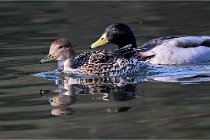 Z9 La Villetertre 22-03-24 00376  Photo A CG