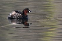 Z9 La Villetertre 22-03-24 00419  Photo A CG
