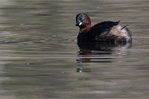 Z9 La Villetertre 22-03-24 00442  Photo A CG