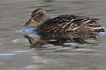 Z9 La Villetertre 22-03-24 00486  Photo A CG