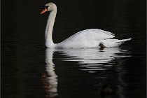 Z9 La Villetertre 22-03-24 00489  Photo A CG