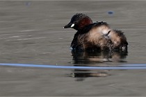 Z9 La Villetertre 22-03-24 00525  Photo A CG