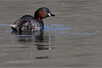 Z9 La Villetertre 22-03-24 00535  Photo A CG