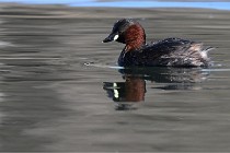 Z9 La Villetertre 22-03-24 00575  Photo A CG