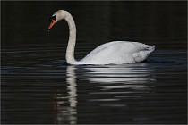 Z9 La Villetertre 22-03-24 00580  Photo A CG