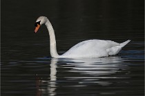 Z9 La Villetertre 22-03-24 00587  Photo A CG