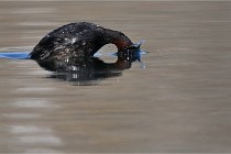 Z9 La Villetertre 22-03-24 00606  Photo A CG