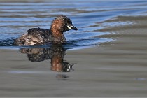 Z9 La Villetertre 22-03-24 00624  Photo A CG