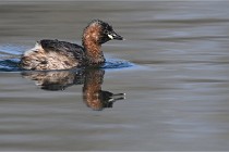 Z9 La Villetertre 22-03-24 00654  Photo A CG