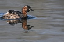 Z9 La Villetertre 22-03-24 00669  Photo A CG