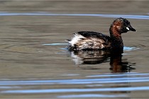 Z9 La Villetertre 22-03-24 00703  Photo A CG