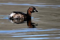 Z9 La Villetertre 22-03-24 00705  Photo A CG