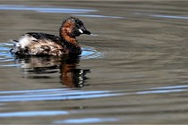 Z9 La Villetertre 22-03-24 00706  Photo A CG
