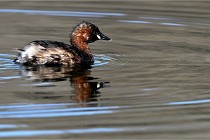 Z9 La Villetertre 22-03-24 00707  Photo A CG