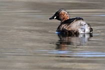 Z9 La Villetertre 22-03-24 00745  Photo A CG