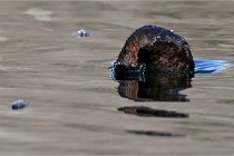 Z9 La Villetertre 22-03-24 00763  Photo A CG