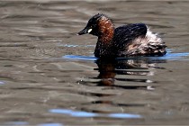 Z9 La Villetertre 22-03-24 00768  Photo A CG