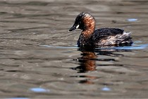 Z9 La Villetertre 22-03-24 00773  Photo A CG