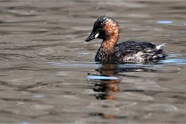 Z9 La Villetertre 22-03-24 00775  Photo A CG