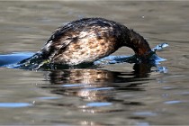 Z9 La Villetertre 22-03-24 00786  Photo A CG