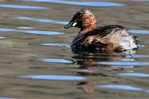 Z9 La Villetertre 22-03-24 00851  Photo A CG