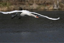 Z9 La Villetertre 22-03-24 00864  Photo A CG