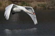 Z9 La Villetertre 22-03-24 00866  Photo A CG