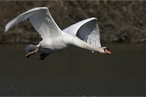 Z9 La Villetertre 22-03-24 00867  Photo A CG