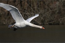 Z9 La Villetertre 22-03-24 00868  Photo A CG