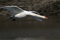 Z9 La Villetertre 22-03-24 00870  Photo A CG